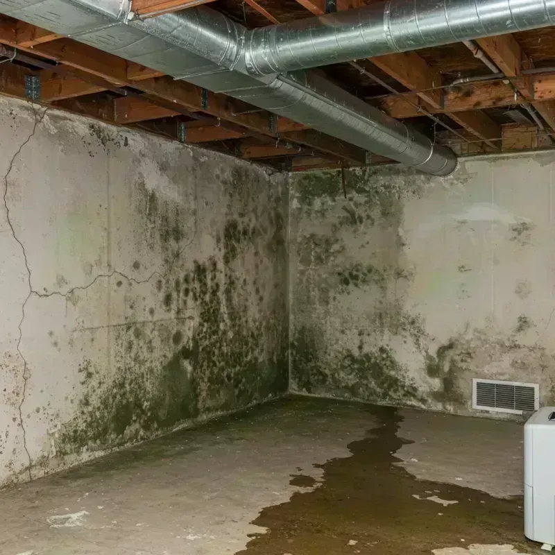 Professional Mold Removal in Grayville, IL